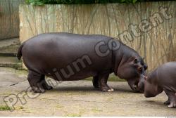 Whole Body Hippopotamus